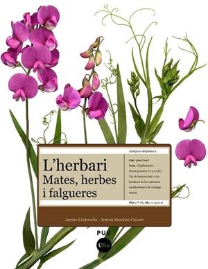 HERBARI.MATES,HERBES I FALGUERES | 9788447531905 | LLISTOSELLA, JAUME; SANCHEZ, ANTONI | Llibreria La Gralla | Librería online de Granollers