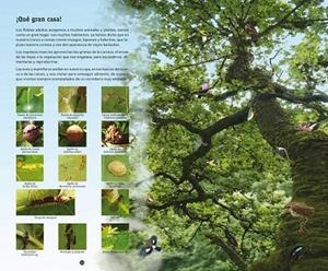 ROBLE, EL (LA AVENTURA DE VIVIR) | 9788415088653 | SILVAR, CALROS | Llibreria La Gralla | Librería online de Granollers