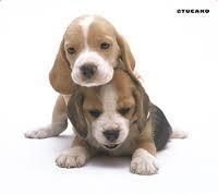 ***ALFOMBRETA RATOLI TUCANO GOSSOS | 8020252000438 | TUCMPDEL180 | Llibreria La Gralla | Librería online de Granollers