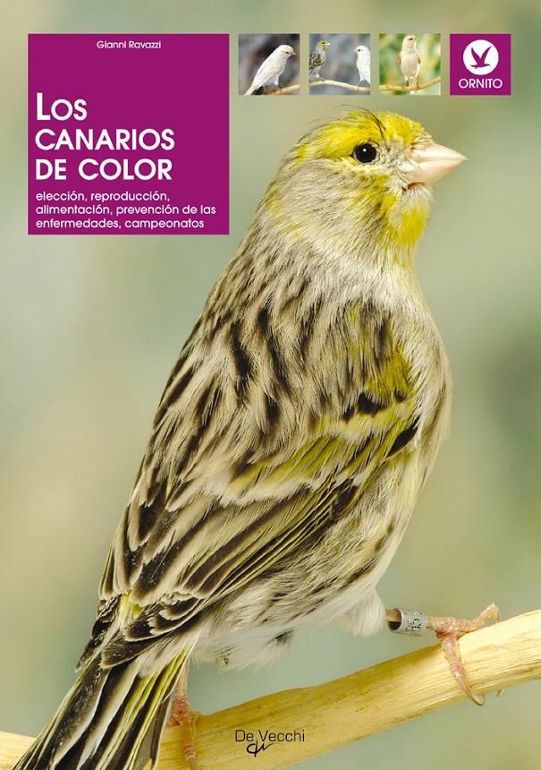 CANARIOS DE COLOR, LOS | 9788431523343 | RAVAZZI, GIANNI | Llibreria La Gralla | Librería online de Granollers