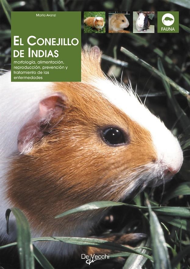 CONEJILLO DE INDIAS, EL | 9788431532062 | AVANZI, MARTA | Llibreria La Gralla | Llibreria online de Granollers