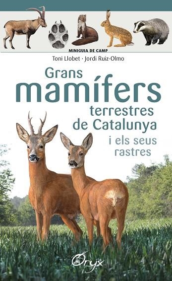 GRANS MAMÍFERS TERRESTRES DE CATALUNYA I ELS SEUS RASTRES | 9788490347881 | LLOBET FRANÇOIS , TONI/RUIZ-OLMO, JORDI | Llibreria La Gralla | Librería online de Granollers