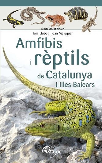 AMFIBIS I RÈPTILS DE CATALUNYA I ILLES BALEARS | 9788490346792 | LLOBET FRANÇOIS , TONI; MALUQUER MARGALEF, JOAN | Llibreria La Gralla | Llibreria online de Granollers