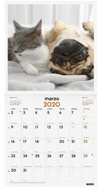 CALENDARI PARET PERROS Y GATOS 2020 | 8422952191063 | VVAA | Llibreria La Gralla | Llibreria online de Granollers