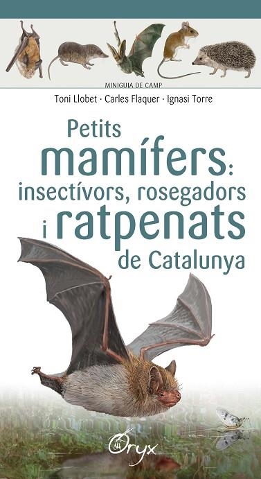 PETITS MAMÍFERS: INSECTÍVORS, ROSEGADORS I RATPENATS DE CATALUNYA | 9788490348956 | LLOBET FRANÇOIS , TONI / FLAQUER XX, CARLES / TORRE XX, IGNASI | Llibreria La Gralla | Llibreria online de Granollers