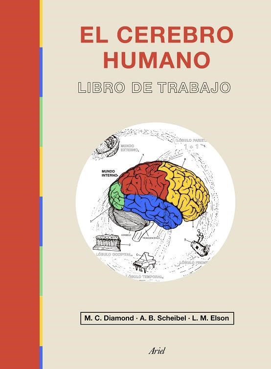 CEREBRO HUMANO, EL | 9788434433601 | DIAMOND, MARIAN C./ELSON, LAWRENCE M./SCHEIBEL, A. B. | Llibreria La Gralla | Llibreria online de Granollers