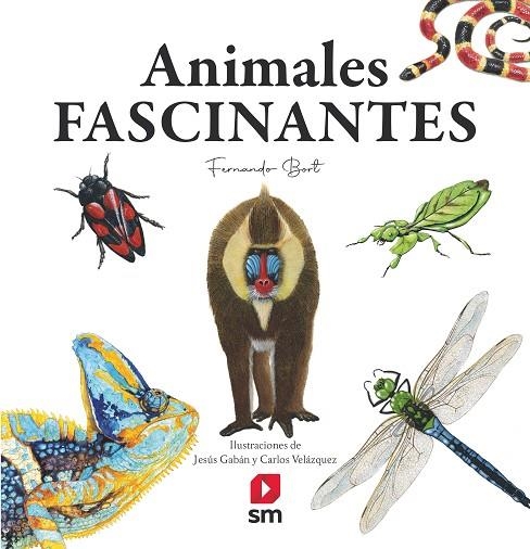 ANIMALES FASCINANTES | 9788413922188 | BORT MISOL, FERNANDO | Llibreria La Gralla | Llibreria online de Granollers