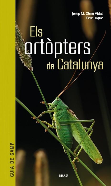 ORTÒPTERS DE CATALUNYA, ELS | 9788418096266 | OLMO VIDAL, JOSEP M / LUQUE PINO, PERE | Llibreria La Gralla | Llibreria online de Granollers