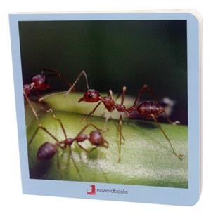 ANIMALITOS | 9788494585432 | MARTÍN MARTÍNEZ, DAVID | Llibreria La Gralla | Librería online de Granollers