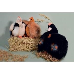 PELUIX HISTOIRE D' OURS GALLINA NEGRA | 3700349331632 | TOPHO3163 | Llibreria La Gralla | Llibreria online de Granollers