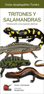 TRITONES Y SALAMANDRAS GUIAS DESPLEGABLES | 9788419624116 | AA.VV | Llibreria La Gralla | Librería online de Granollers