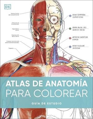 ATLAS DE ANATOMÍA PARA COLOREAR | 9780241703090 | VVAA | Llibreria La Gralla | Librería online de Granollers