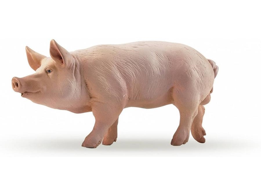 PORC PAPO | 3465000510442 | 51044 | Llibreria La Gralla | Librería online de Granollers