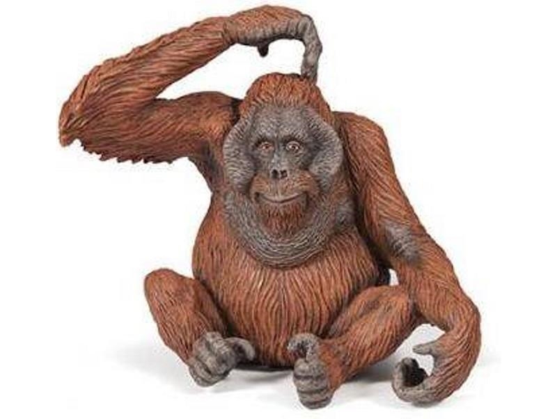 ORANGUTÀ PAPO | 3465000501204 | 50120 | Llibreria La Gralla | Librería online de Granollers