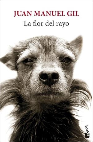 FLOR DEL RAYO, LA | 9788432244827 | GIL, JUAN MANUEL | Llibreria La Gralla | Llibreria online de Granollers