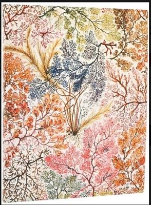 AGENDA PAPERBLANKS 2026 SVV ANEMONE | 9780349708591 | PFE0859-1 | Llibreria La Gralla | Llibreria online de Granollers